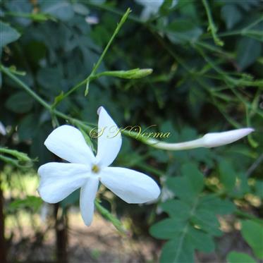  Flower-Corolla 5-lobed